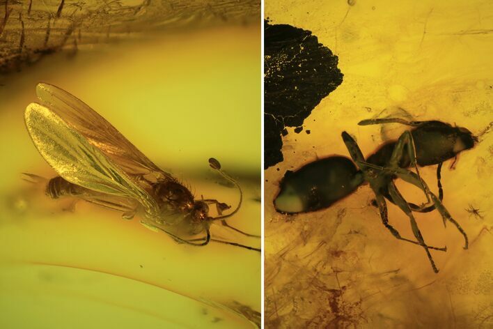 Fossil Ant (Formicidae) & Fly (Diptera) In Baltic Amber #94006